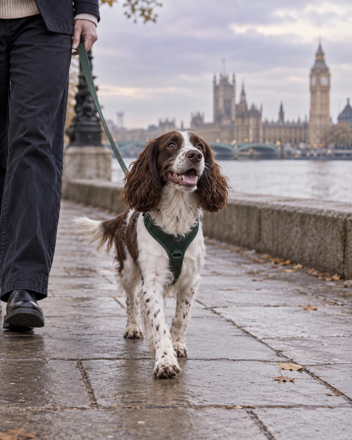 Spaniel on a London riverside walk