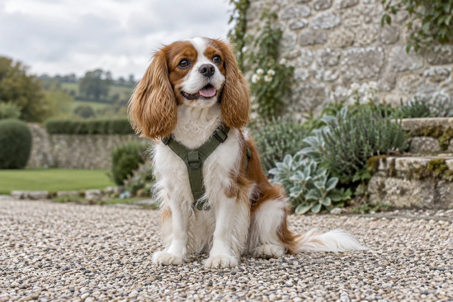 Spaniel enjoying a day outside